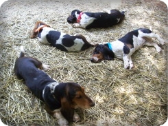 Basset Hounds