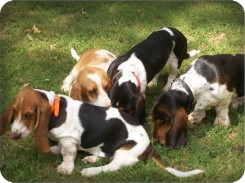 Bassets